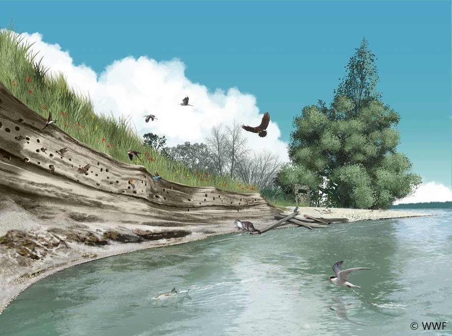 Projekt „Action Plan for river birds“