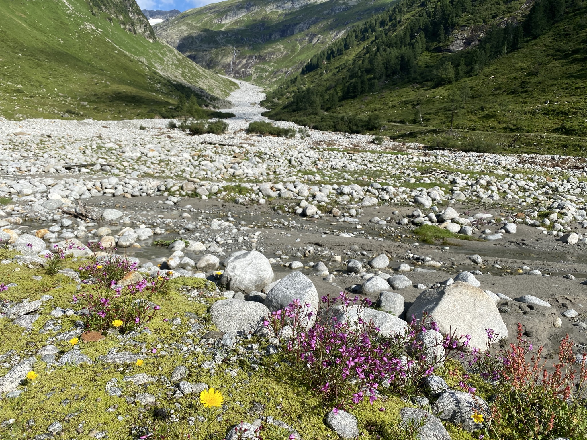 Vegetationskartierung auf ausgewählten Teilflächen im Nationalpark Hohe Tauern