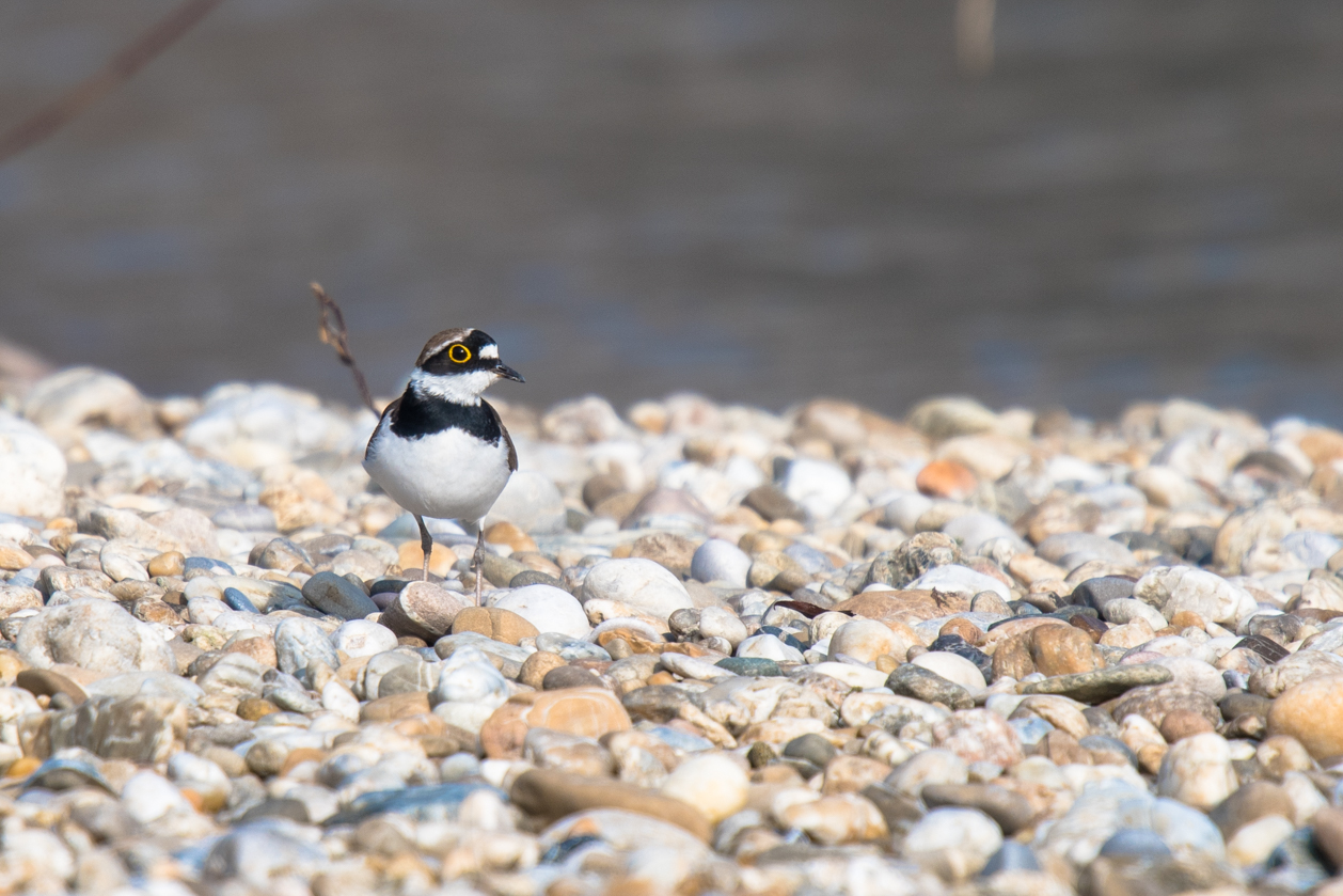 Projket Action Plan for river birds 02