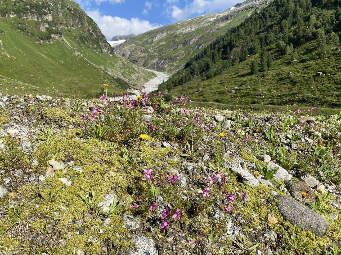 Vegetationskartierung auf ausgewaehlten Flaechen des Nationalparks Hohe Tauern Bild 01