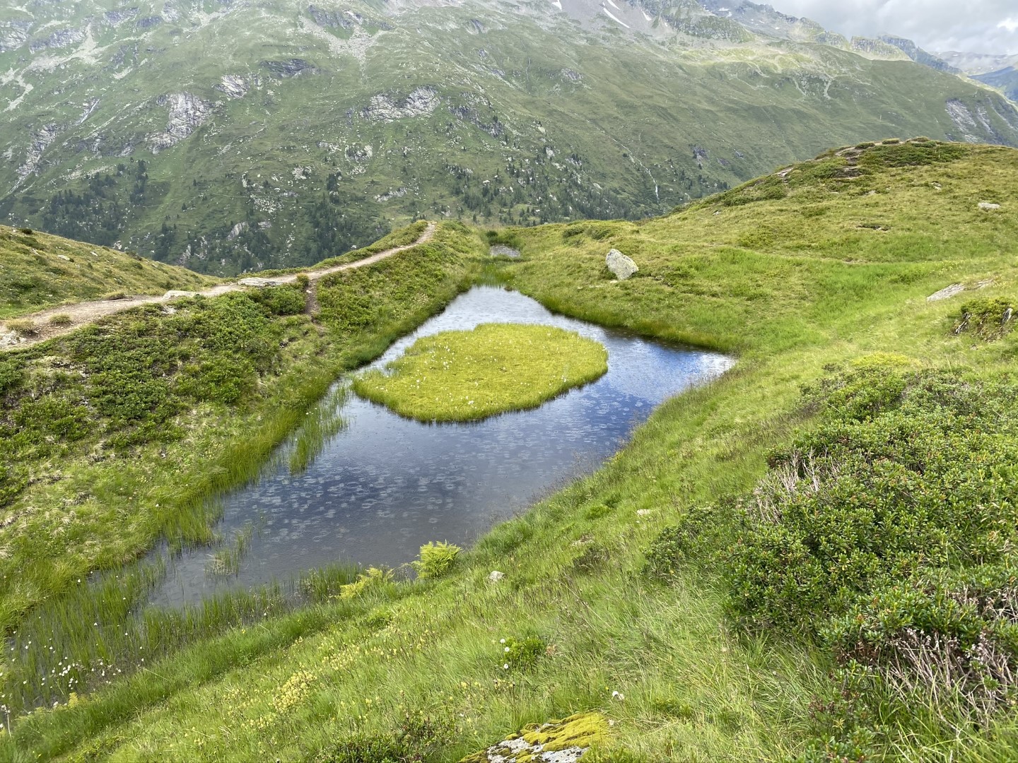 Vegetationskartierung auf ausgewaehlten Flaechen des Nationalparks Hohe Tauern Bild 03 2