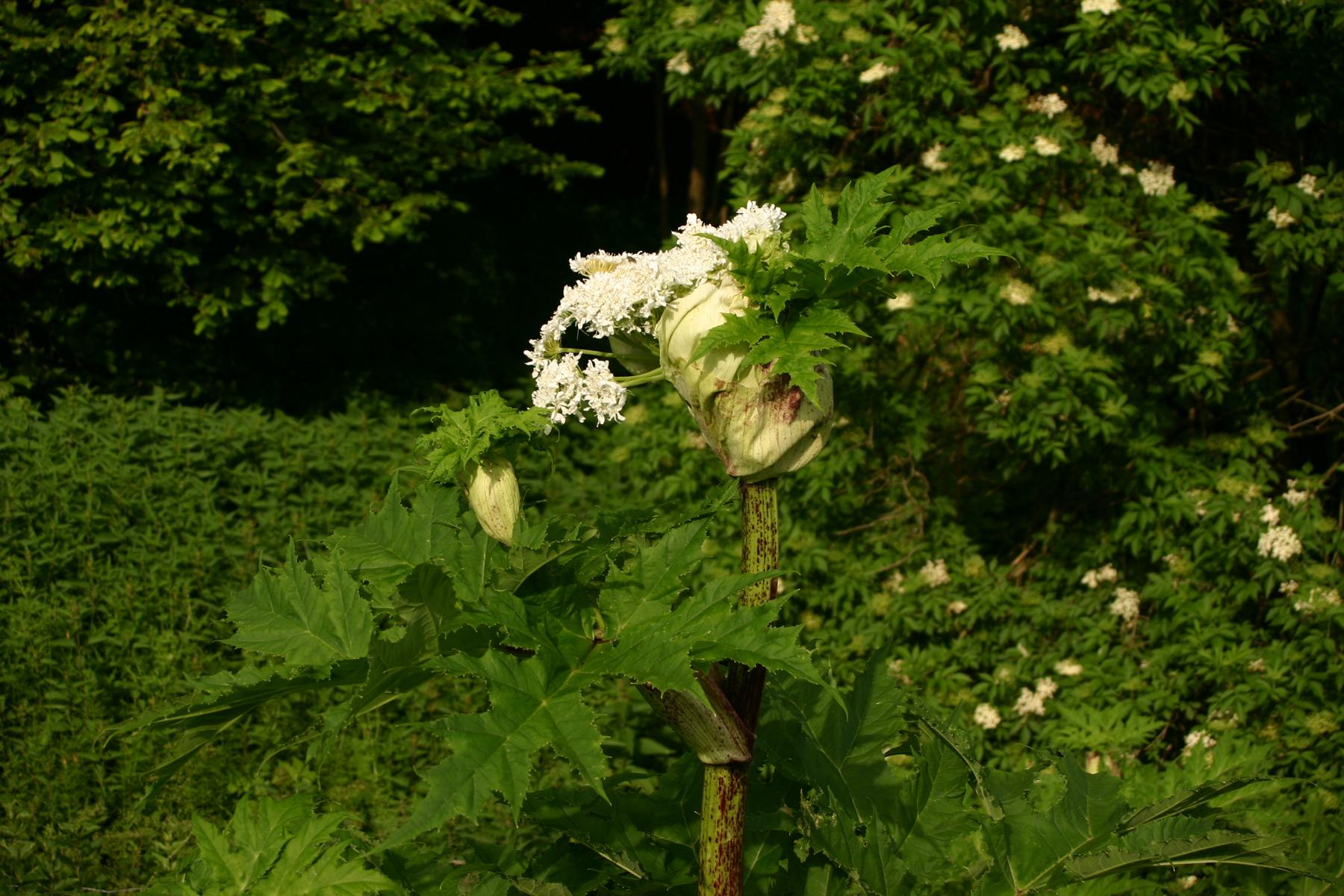 K1600 Baerenklau Heracleum Bild 01