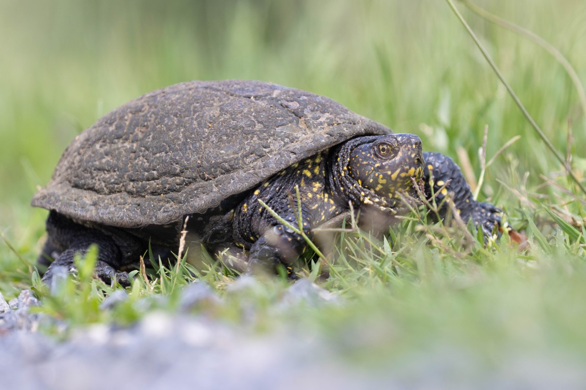 20260612 Europaeische Sumpfschildkroete daRA